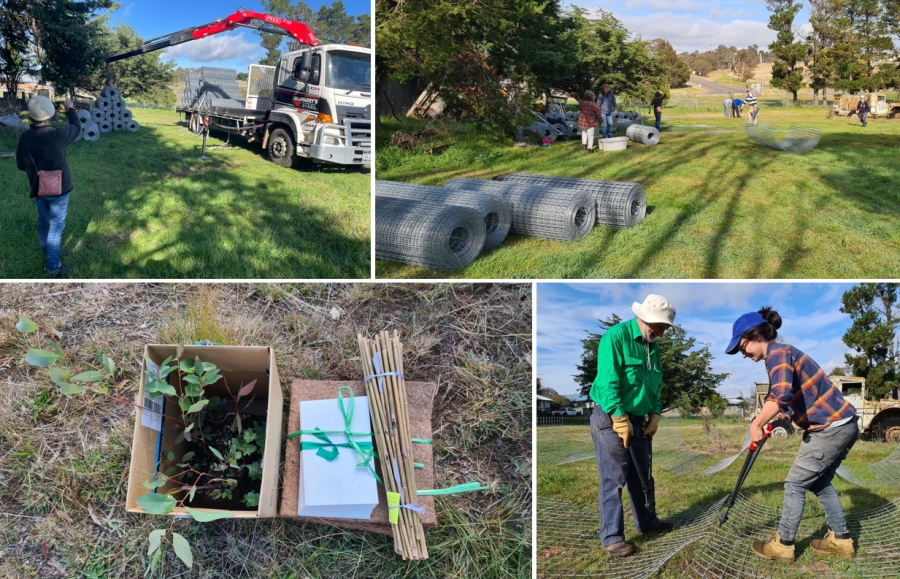 Planting paddock trees for the future