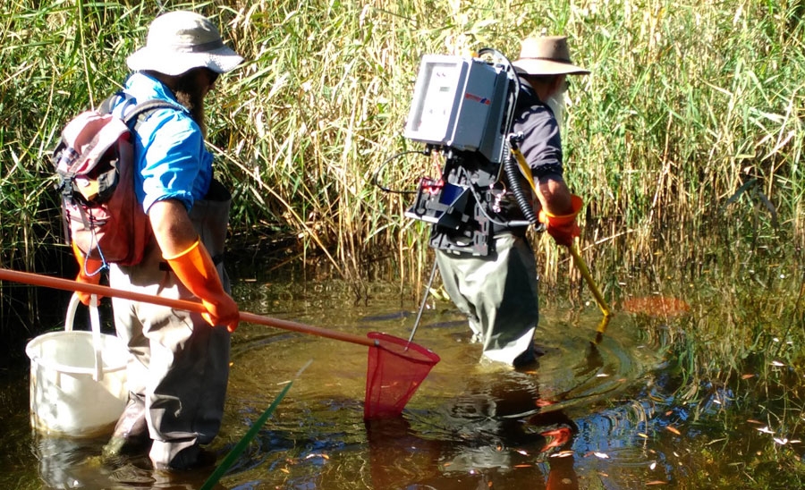 Latest news on Southern Pygmy Perch
