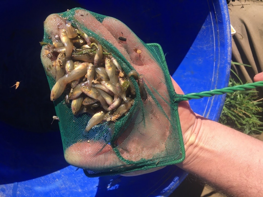 Southern Pygmy Perch Report