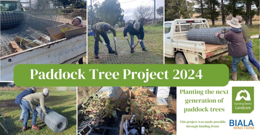 Planting Paddock Trees in 2024