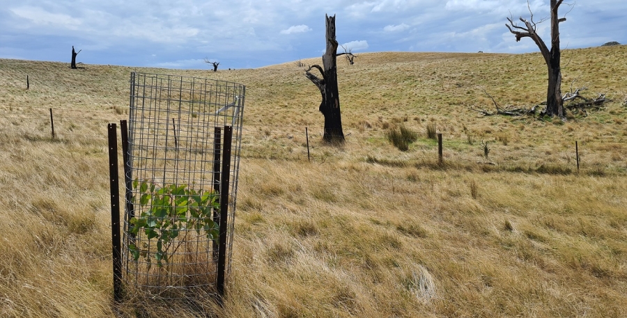 2025 Paddock Tree Project