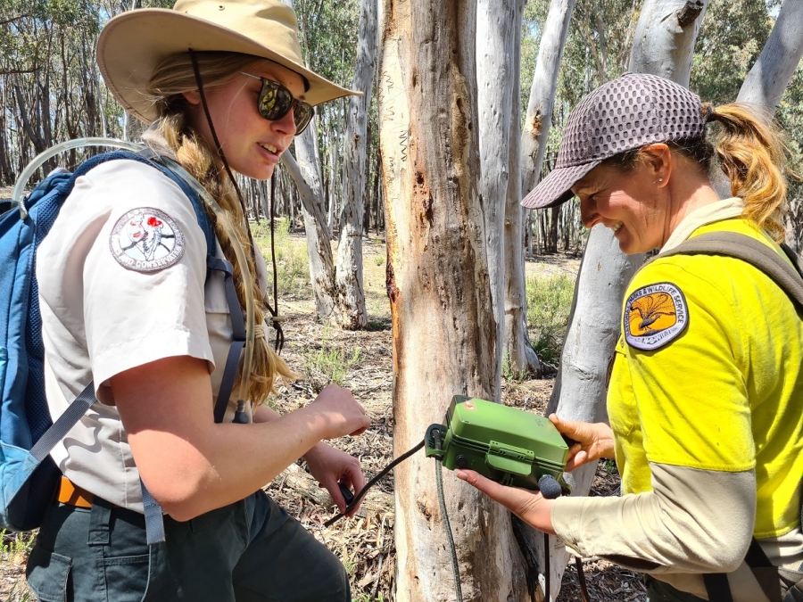 Listening for Koalas in Mundoonen Nature Reserve