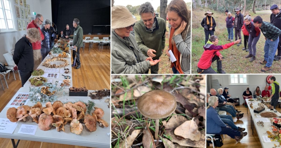 Fungi Discovery Workshop