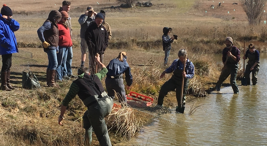 Participants get their hands wet and dirty planting at the Gunning Golf Course