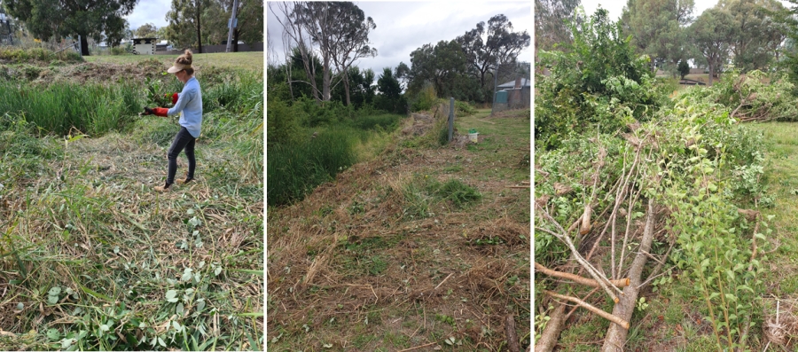 Removing woody weeds from Oolong Creek