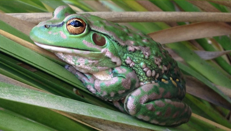 Yellow-spotted Bell Frog